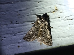 Pleromelloida conserta