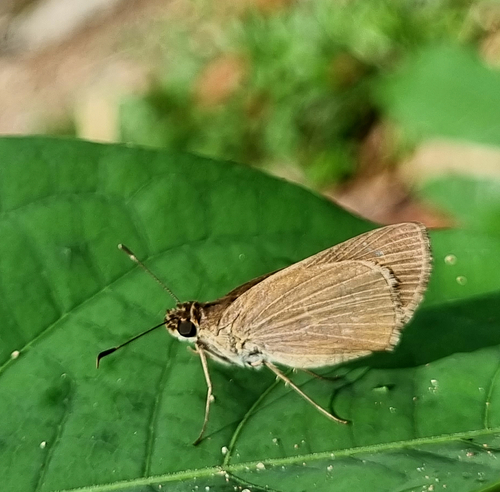 Mnasilus allubita