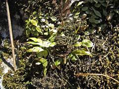 Asplenium ruprechtii