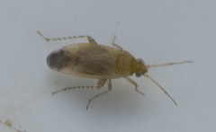 Phylinae