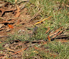 Austroaeschna multipunctata