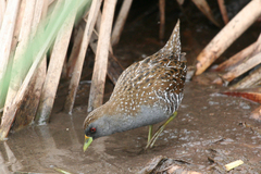 Porzana fluminea