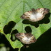 Mylon illineatus toxina - Photo (c) Andrew Neild, algunos derechos reservados (CC BY-NC-ND)