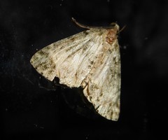 Pseudocoremia indistincta