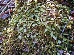 Asplenium ruprechtii