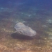 ヒョウモンオトメエイ