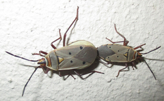 Probergrothius