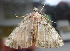 Pseudocoremia indistincta