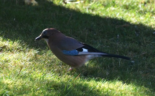 Arrendajo euroasiático (Garrulus glandarius)