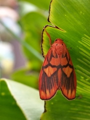 Matsumursine horishanella