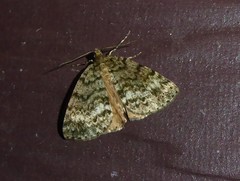 Pseudocoremia indistincta