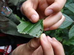 Microbelia canidentalis