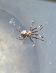 Araneae