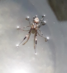 Araneae