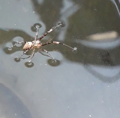 Araneae