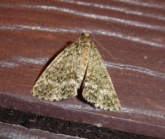 Pseudocoremia indistincta