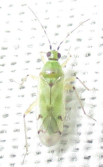 Nesidiocoris tenuis