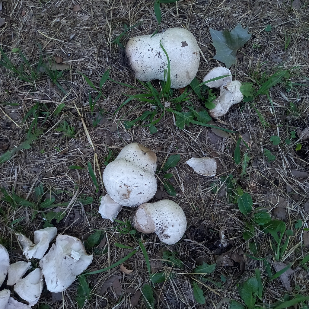 Calvatia cyathiformis · November 2023 · photo: © noeliagattero (iNaturalist, cc-by)