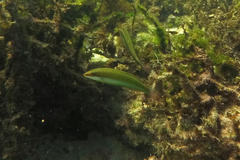 Halichoeres brownfieldi