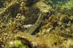 Omobranchus germaini