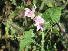 Lathyrus odoratus