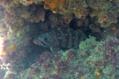 Goniistius rubrolabiatus