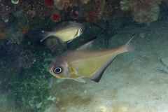 Pempheris klunzingeri