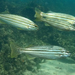 Western Striped Grunter - Photo (c) Ray Turnbull, some rights reserved (CC BY-NC), uploaded by Ray Turnbull