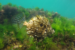 Chaetodermis penicilligerus