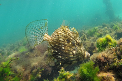 Chaetodermis penicilligerus