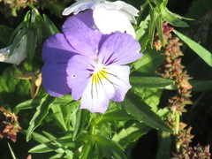 Viola × wittrockiana