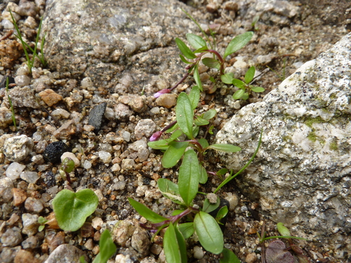 Epilobium anagallidifolium iNat (1)