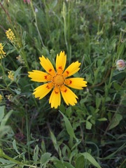 Coreopsis nuecensis