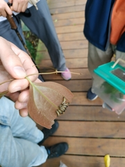 Lilioceris formosana