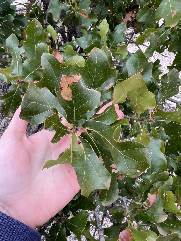 Ashe's Blackjack Oak from Enchanted Rock State Natural Area