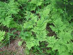 Dryopteris amurensis