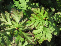 Geranium maderense
