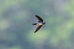 Glossy Swiftlet photo 5