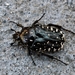 Escarabajo del Sudario - Photo (c) Marcello Consolo, algunos derechos reservados (CC BY-NC-SA)