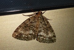 Pseudocoremia indistincta