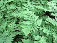 Dryopteris amurensis