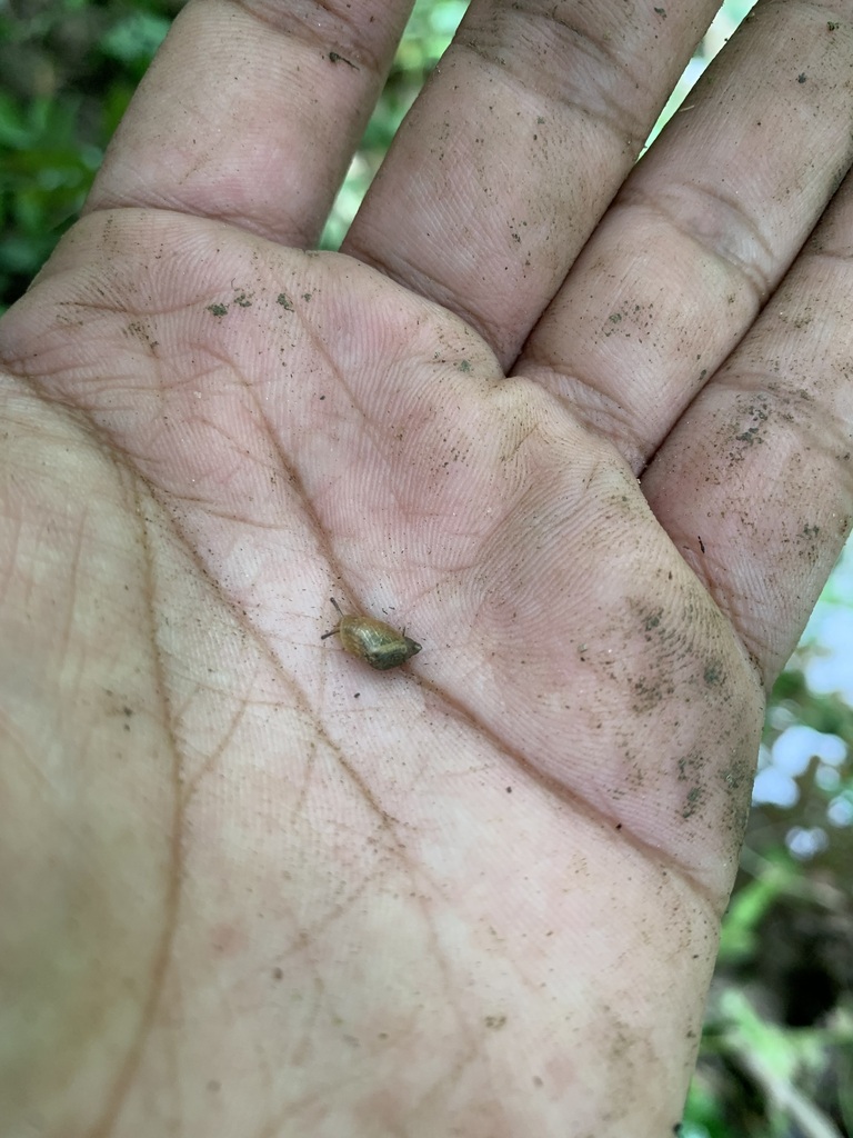 Succinea approximans