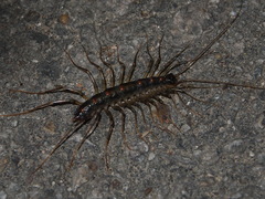 Thereuonema tuberculata