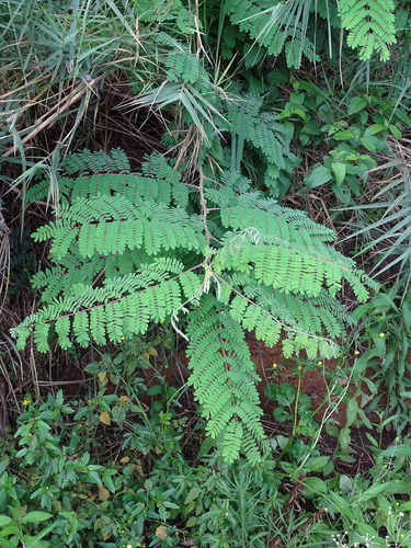 Image of Biancaea decapetala by (c) Shaun Swanepoel, some rights reserved (CC BY)