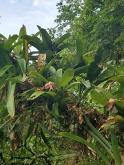 Aechmea nudicaulis image