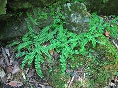 Polystichum craspedosorum