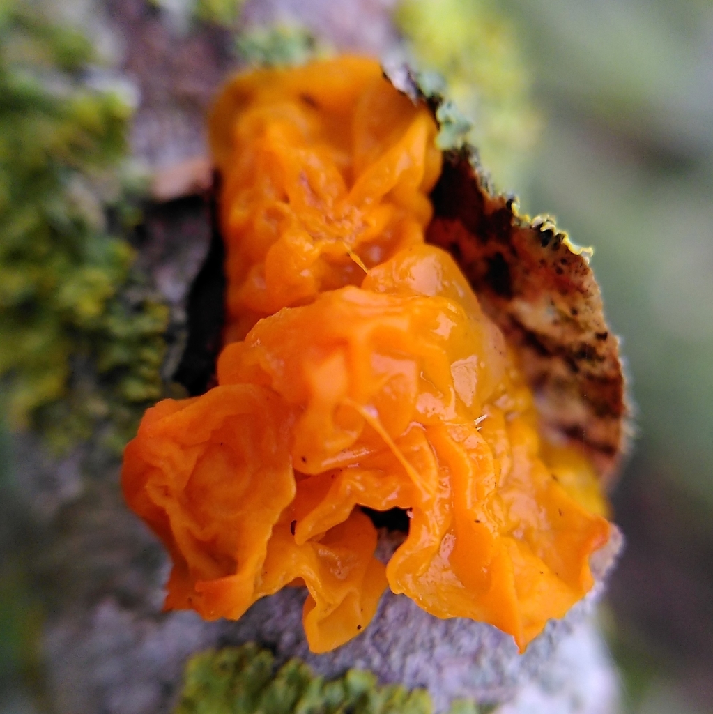 witch's butter from Dimmer Landfill, Dimmer Lane, Castle Cary BA7 7NR