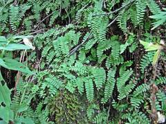 Polystichum craspedosorum