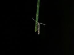 Labdia oxychlora