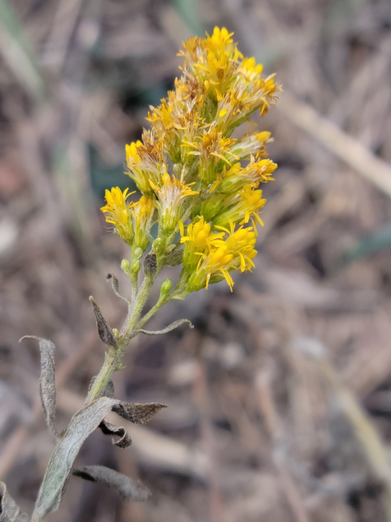 field goldenrod from Winnipeg, MB R3C 0A2, Canada on November 22, 2023